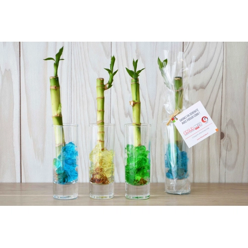 image du produit Canne chinoise en vase avec billes d'eau colorés