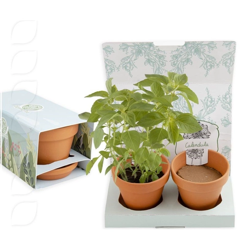 image du produit Kit de plantation coffret 2 pot sen terre cuite