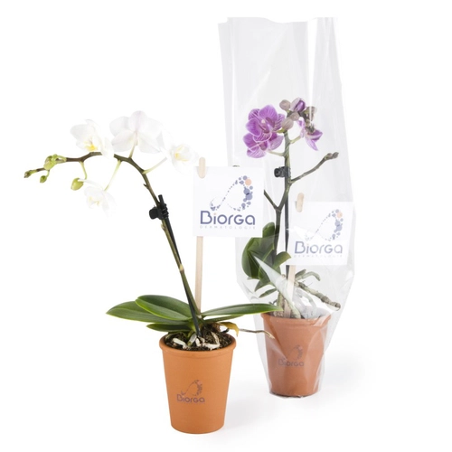 image du produit Mini orchidée en pot terre cuite