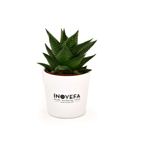 image du produit Mini plante dépolluante en pot ceramique