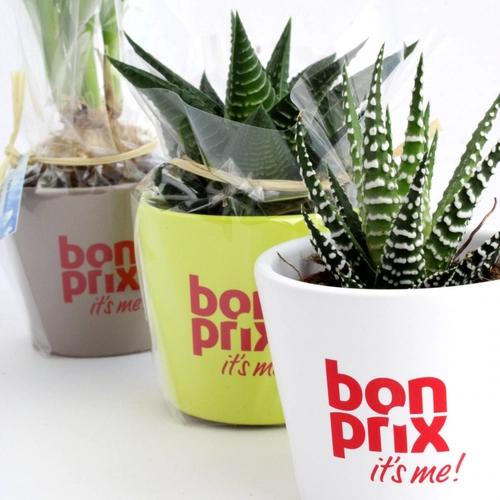 image du produit Mini plante dépolluante en pot ceramique