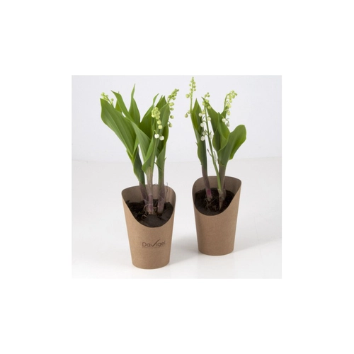 image du produit Muguet en pot