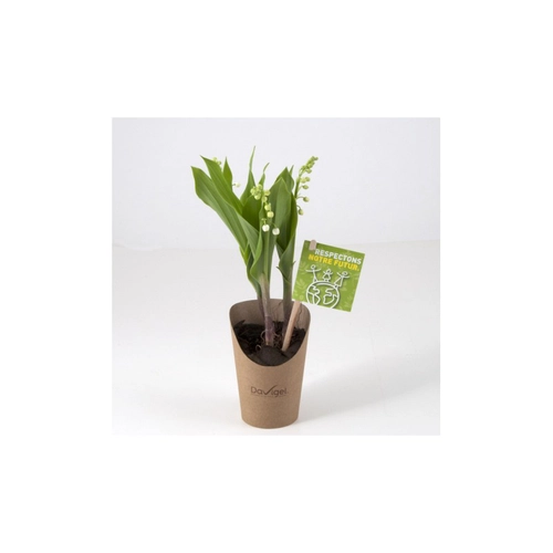 image du produit Muguet en pot