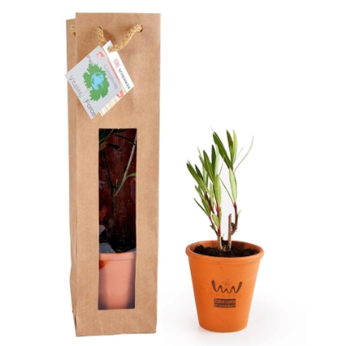 image du produit Petit plant de laurier rose en pot terre et sac prestige