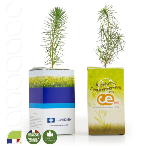 image du produit Petit plant de pin en cube carton imprimé