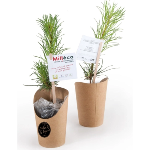 image du produit Petit plant de pin en pot carton kraft