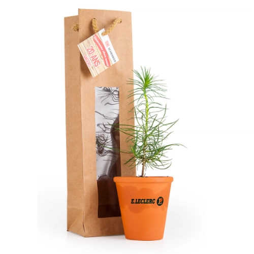 image du produit Petit plant de pin en pot terre et sac kraft brun