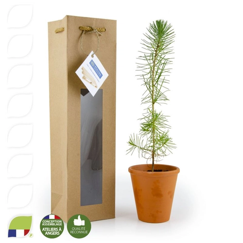 image du produit Petit plant de pin en pot terre et sac kraft brun