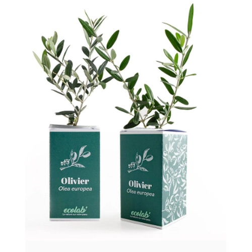 image du produit Petit plant plant d'olivier en cube carton imprimé