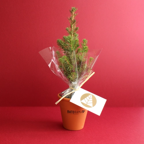 image du produit Plant d'arbre résineux pot terre cuite