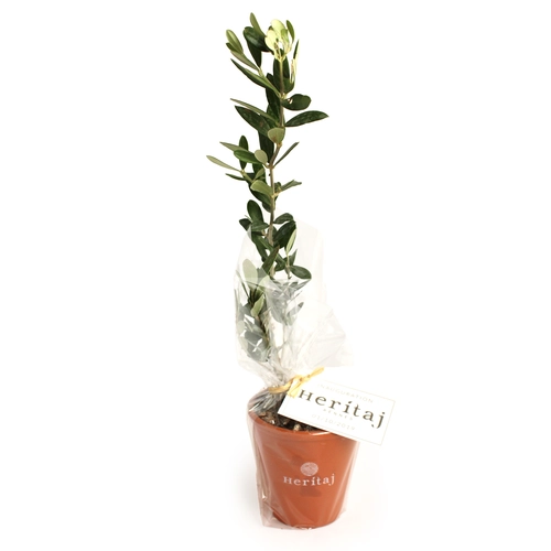 image du produit Plant d'arbre résineux pot terre cuite