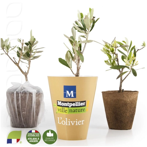 image du produit Plant d'olivier en cône