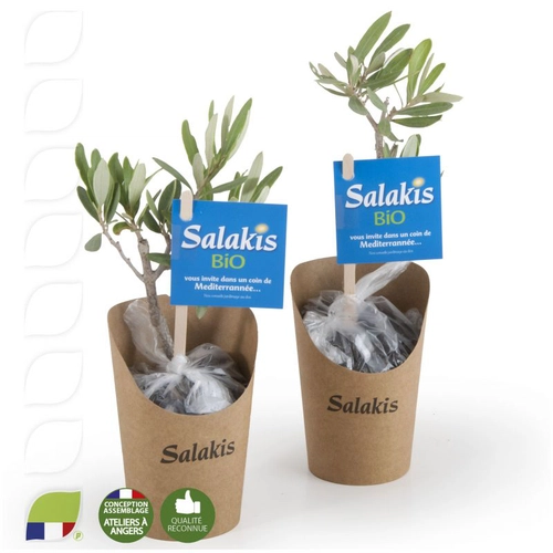 image du produit Plant d'olivier en pot carton kraft