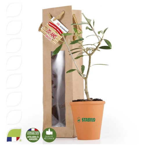 image du produit Plant d'olivier en pot terre et sac prestige kraft