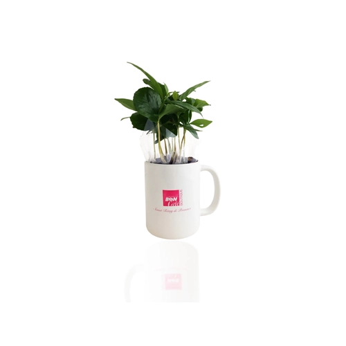 image du produit Plant de Caféier avec mug personnalisable