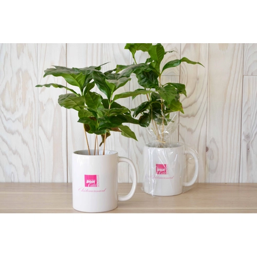 image du produit Plant de Caféier avec mug personnalisable