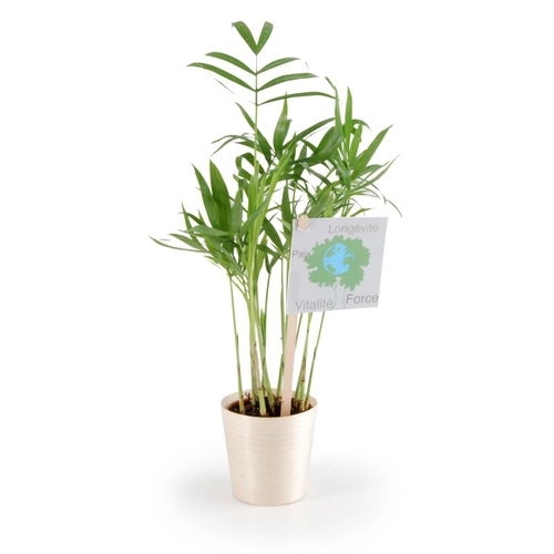 image du produit Plante dépolluante en pot feuille bois de hêtre - Chamaedorea