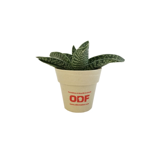 image du produit Plante en pot de bambou diamètre 6 cm - plante au choix