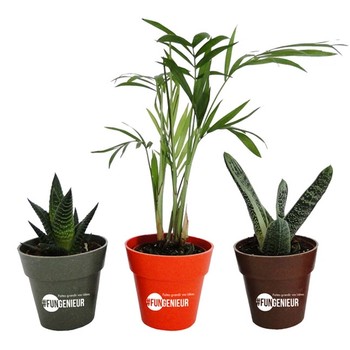 image du produit Plante en pot de bambou diamètre 6 cm - plante au choix