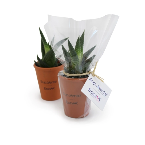 image du produit Plante pot terre cuite Ø7cm
