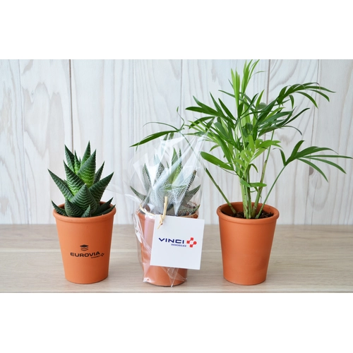 image du produit Plante pot terre cuite Ø7cm