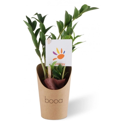 image du produit Plante tropicale en pot kraft étanche - Zamioculcas