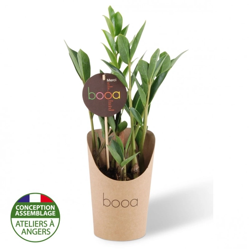 image du produit Plante tropicale en pot kraft étanche - Zamioculcas