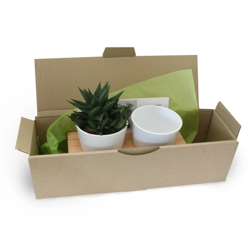 image du produit Plateau en bois avec plant et 2 pots céramique