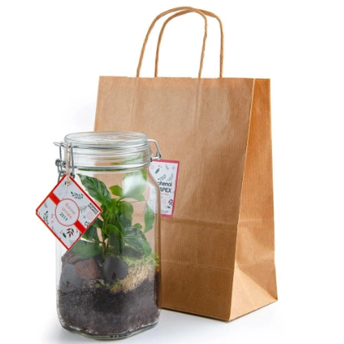 image du produit Terrarium bocal 1.5L caféier