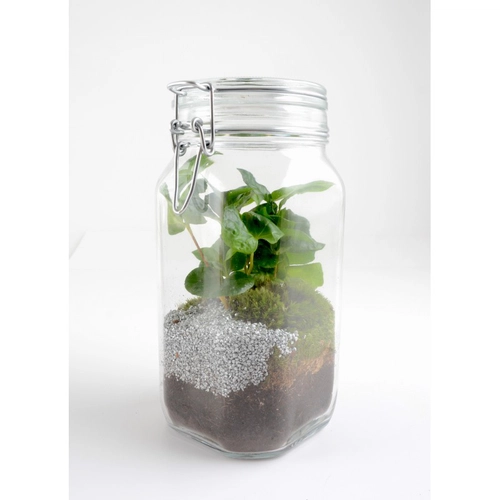 image du produit Terrarium bocal 1.5L caféier