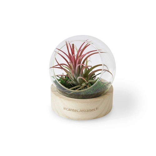 image du produit Terrarium Globe avec socle en bois