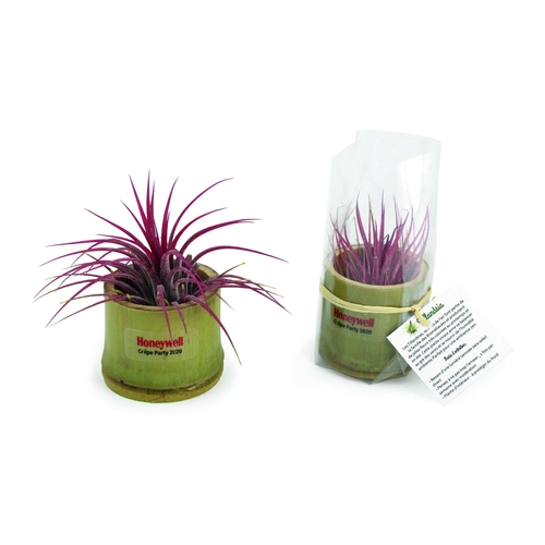 image du produit Tillandsia en pot bambou, Plante déco dépolluante