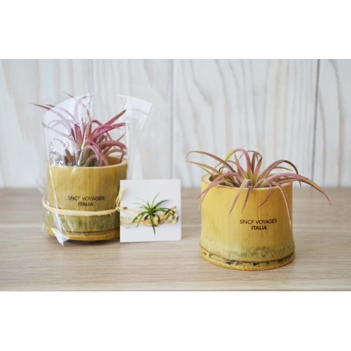 image du produit Tillandsia en pot bambou, Plante déco dépolluante