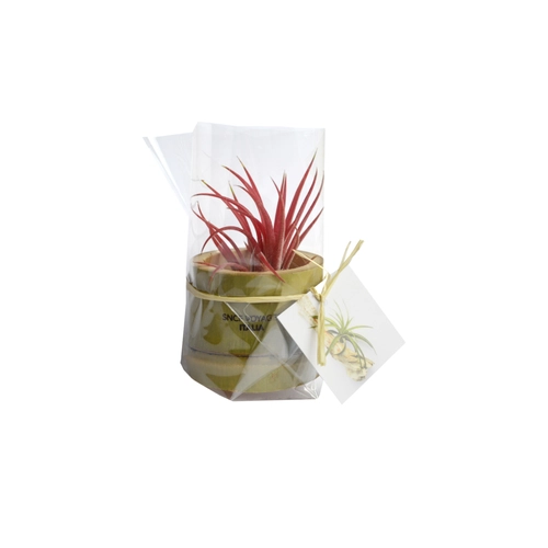 image du produit Tillandsia en pot bambou, Plante déco dépolluante