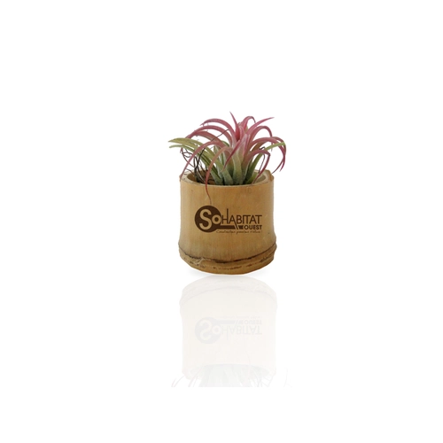 image du produit Tillandsia en pot bambou, Plante déco dépolluante