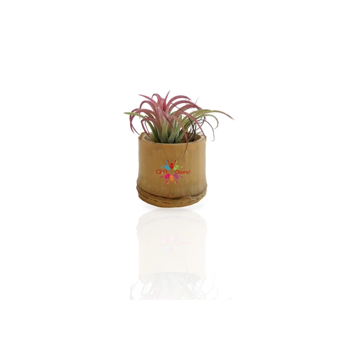 image du produit Tillandsia en pot bambou, Plante déco dépolluante